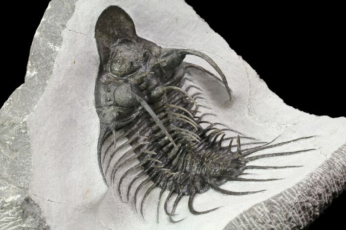 New Trilobite Species (Affinities to Quadrops) - Very Large! #86535